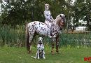 Dalmatiner-Bodypainting-Shooting – Teamwork der besonderen Art Dalmatiner-Bodypainting-Shooting – Teamwork der besonderen Art