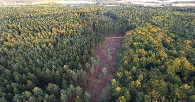 „Der Wald wird sein Gesicht ändern“ „Der Wald wird sein Gesicht ändern“