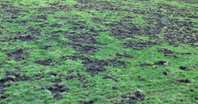 Aus dem Leben Petershäger Wildschweine – Konflikte mit dem Naturschutz und den Zielen der Schutzgebiete Aus dem Leben Petershäger Wildschweine – Konflikte mit dem Naturschutz und den Zielen der Schutzgebiete