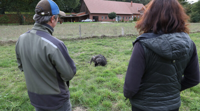 7 tote Schafe: Vermutlich Wolfsrisse in Seelenfeld