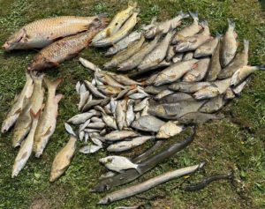 Ein schreckliches Bild: Unzählige tote Fische wurden in diesen Tagen aus der Aue geborgen. Foto: privat