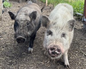 Auch Mini-Schweine leben auf dem Hof von Shari Buschmann. Foto: Jessica Höffner