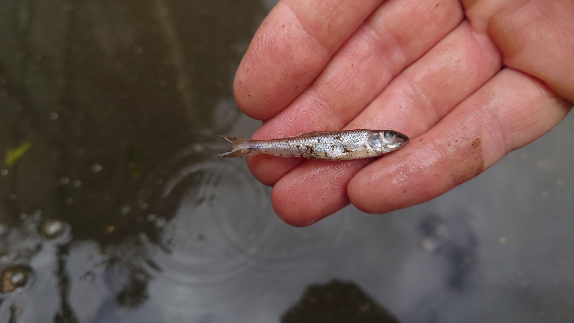 Erneut trieben in der Aue bei Lahde tote Fische. Foto: privat