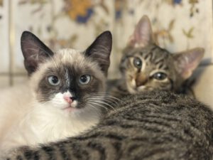 Rund 50 Katzen sitzen derzeit im Tierheim Drakenburg. Viele von ihnen sind aus Animal Hording-Haushalten und teilweise schwer traumatisiert. Foto: Jessica Höffner