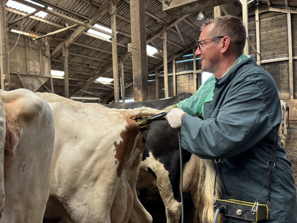 Trächtigkeitsuntersuchung: Alltag für Tierarzt Christoph Harms von der Rinderpraxis in Warmsen. Foto: Jessica Höffner