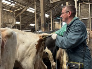 Trächtigkeitsuntersuchung: Alltag für Tierarzt Christoph Harms von der Rinderpraxis in Warmsen. Foto: Jessica Höffner