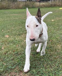 In der Hundeschule und Pension Weserköter sind ausdrücklich alle Hunderassen willkommen. Foto: Jessica Höffner