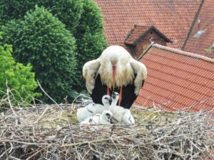 Petershagen gilt als Storchenhauptstadt. Foto: ddm