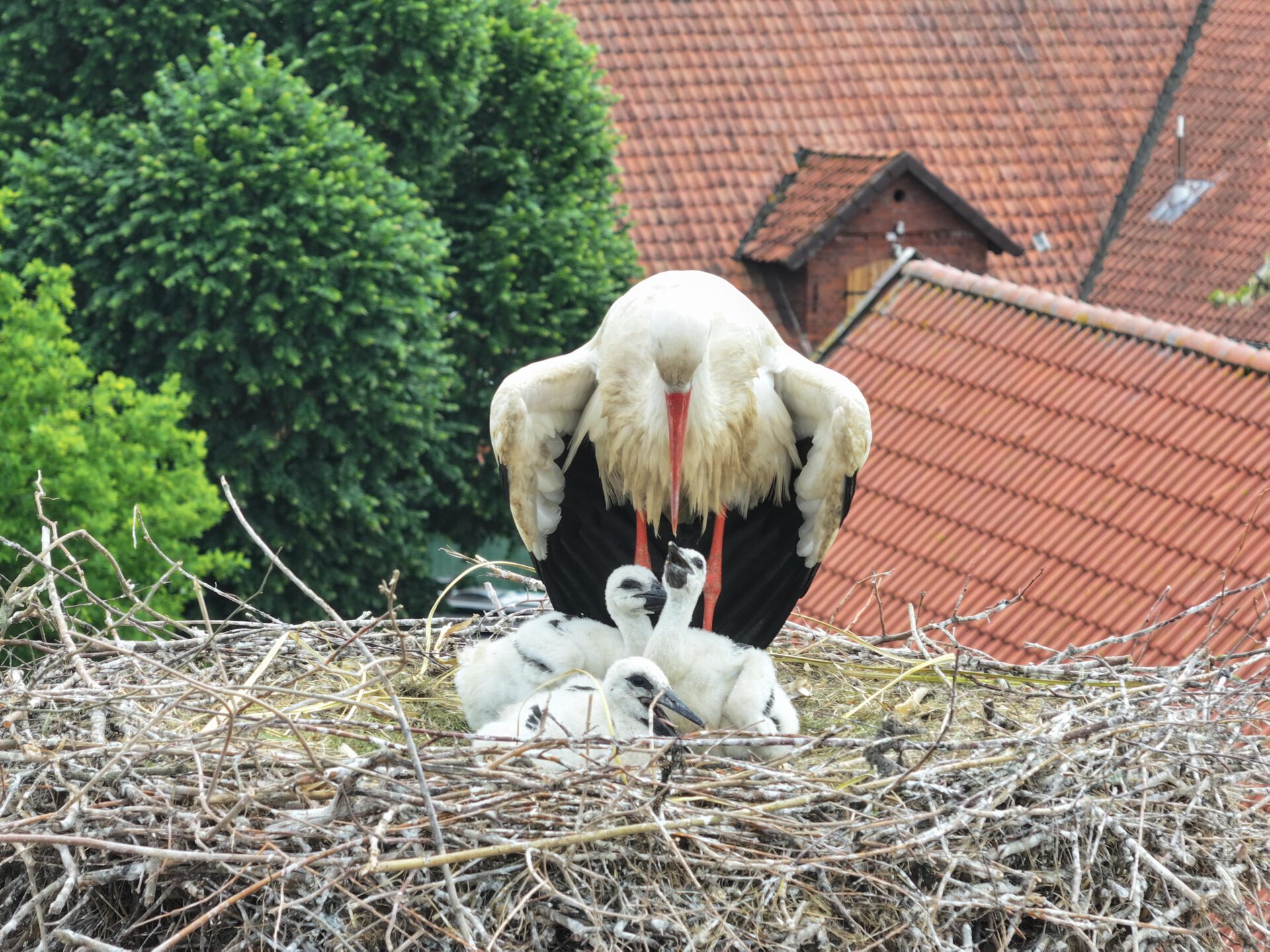 Petershagen gilt als Storchenhauptstadt. Foto: ddm