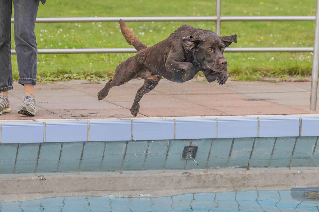 Mit Anlauf ins kühle Nass. Foto: Krischi Meier
