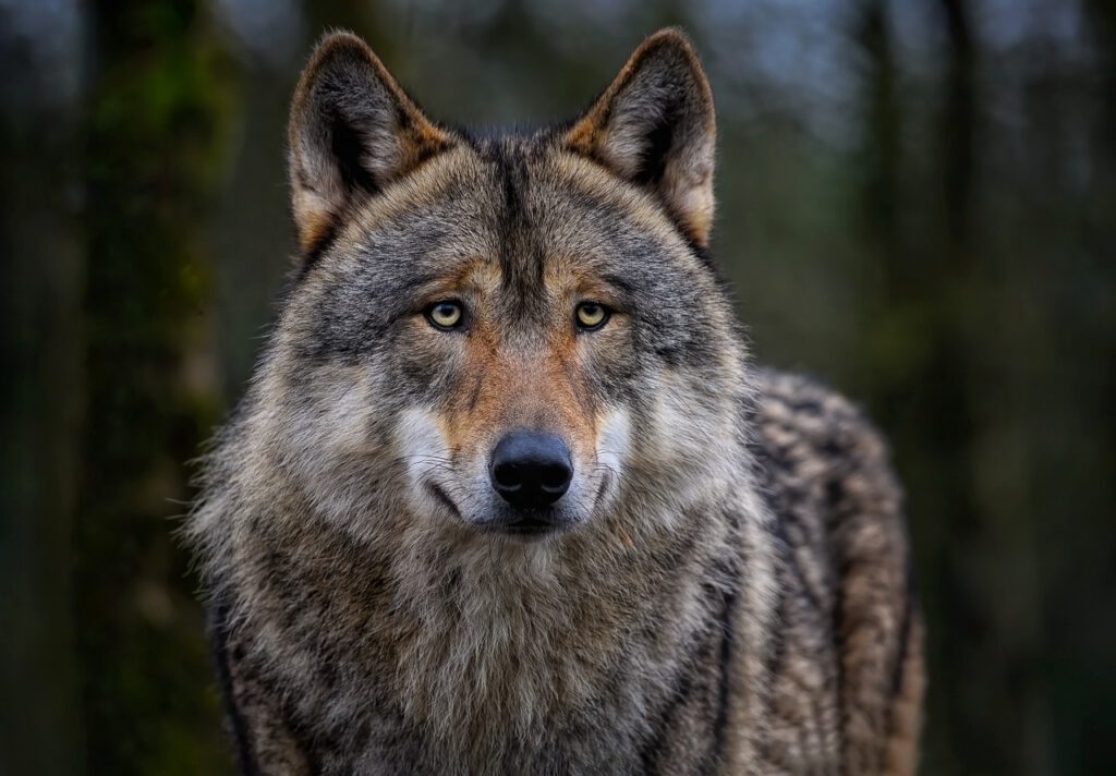 Ein Wolf hat in Darlaten zwei Lämmer gerissen. Symbolfoto pixabay