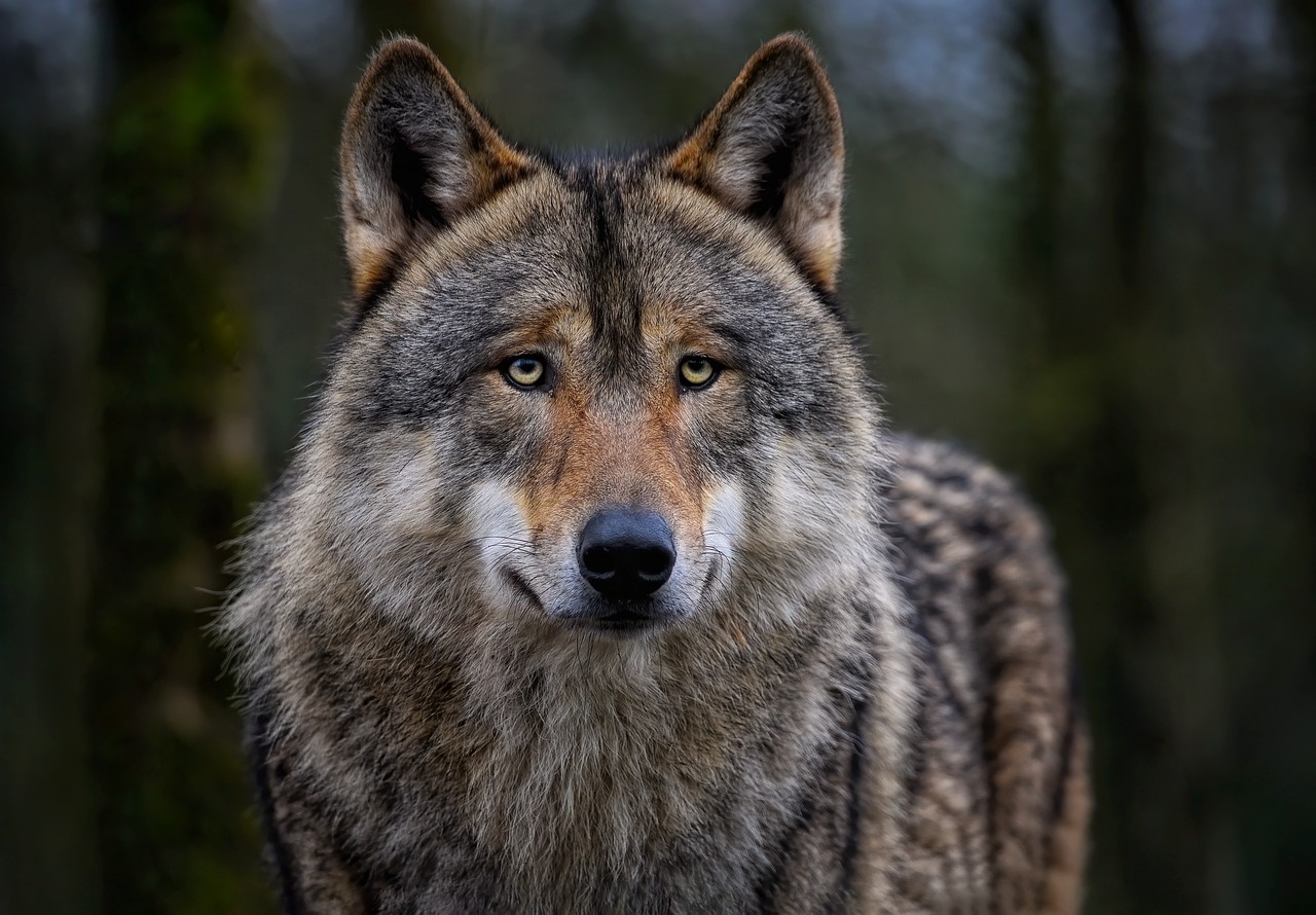 Ein Wolf hat in Darlaten zwei Lämmer gerissen. Symbolfoto pixabay