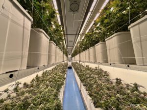 224 Cannabis-Pflanzen stehen im Hochsicherheitscontainer. Foto: Jessica Höffner