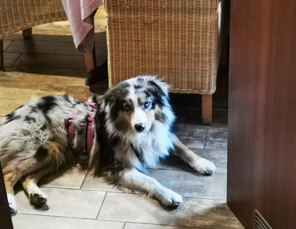 Rüde „Abel“ konnte nach 17 Tagen gesichert werden. Foto: privat