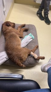 Hündin "Lotta" in der Tierärztlichen Hochschule Hannover. Foto: privat