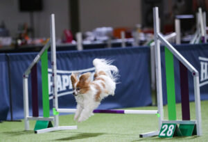 "Pixel" meistert die Hürde problemlos. Foto: Jessica Höffner