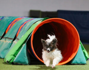 "Snickers" kommt mit Tempo aus dem Tunnel. Foto: Jessica Höffner