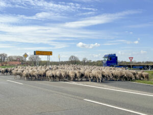 Die etwa 500 Schafe legen an der Mindener Straße in Uchte kurzfristig den Verkehr lahm. Foto: Jessica Höffner