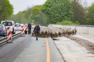Schäfer Frank Weizenkorn unterwegs mit seiner Schafherde auf der Weserbrücke. Foto: Krischi Meier