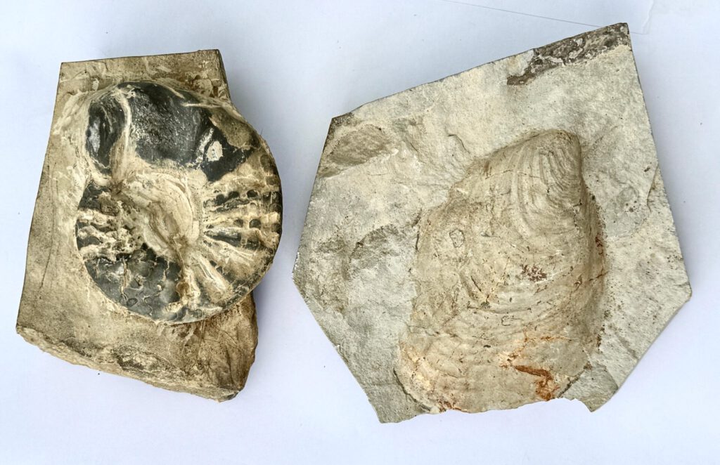 Uralte versteinerte Muscheln, Schnecken und andere Fossilien, die wir auch im Weserbergland an natürlichen Felsböschungen oder in Steinbrüchen entdecken könnten. Foto: ddm