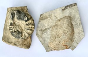 Uralte versteinerte Muscheln, Schnecken und andere Fossilien, die wir auch im Weserbergland an natürlichen Felsböschungen oder in Steinbrüchen entdecken könnten. Foto: ddm