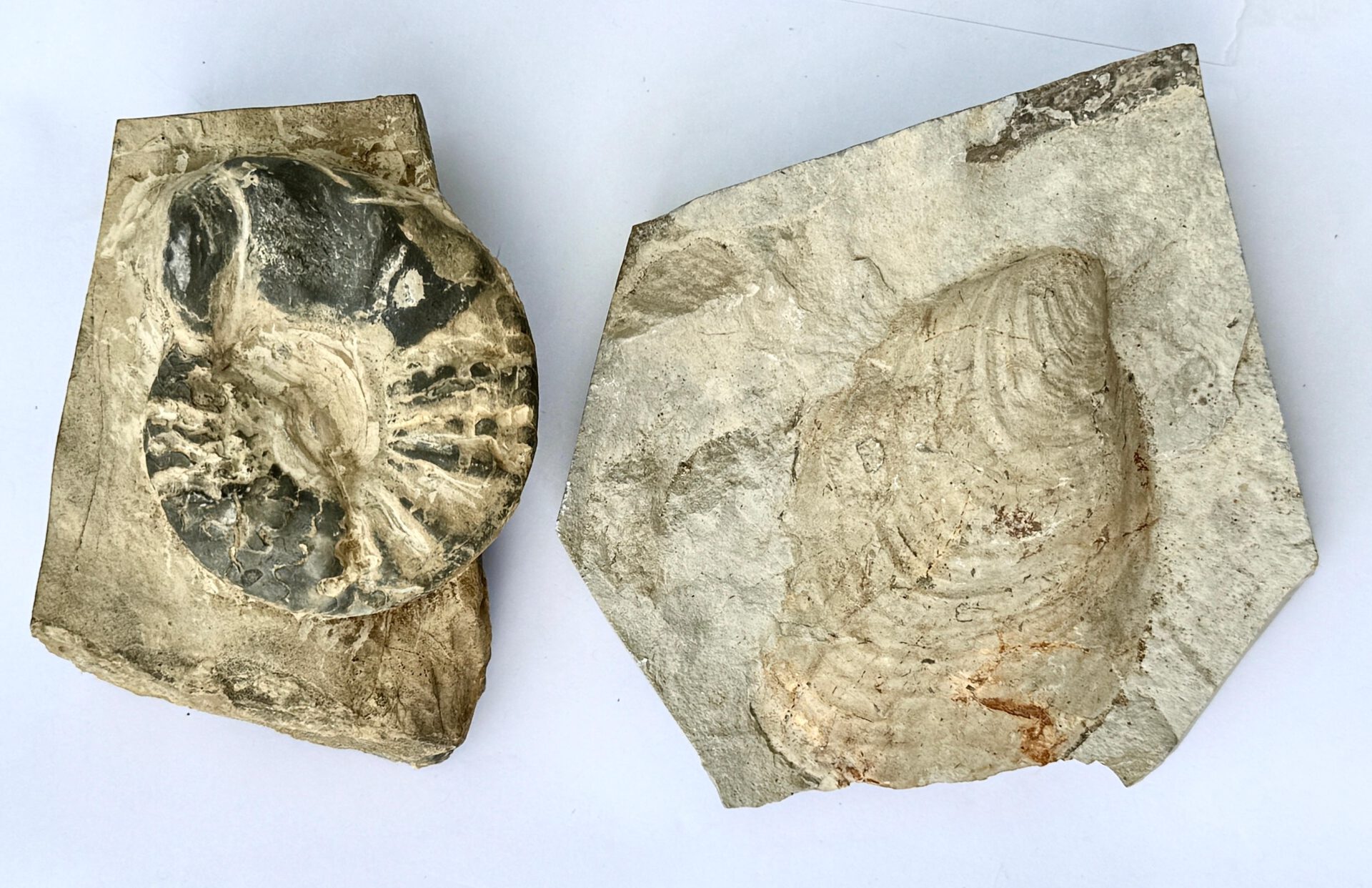 Uralte versteinerte Muscheln, Schnecken und andere Fossilien, die wir auch im Weserbergland an natürlichen Felsböschungen oder in Steinbrüchen entdecken könnten. Foto: ddm