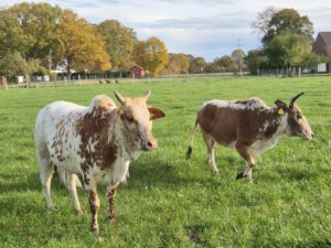 Zwergzebus – eine widerstandsfähige Rinderrasse mit charakteristischem Buckel. Foto: privat