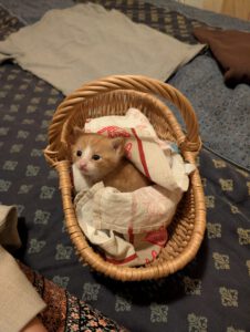 Kater Gustav kurz nach der Rettung im Alter von etwa drei Wochen. Foto: privat