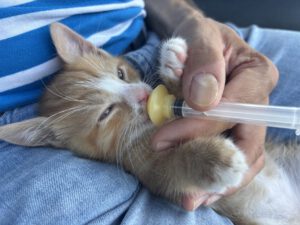 Findelkater Gustav genießt die Milchmahlzeiten. Foto: Jessica Höffner