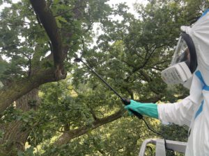 Julian Bruns sprüht ein Nest mit einem Fixiermittel ein. Foto: Jessica Höffner