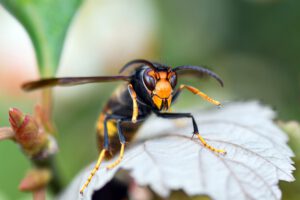 Merkmal des Insekts: die gelben Beinenden.           Fotos: christels/pixabay